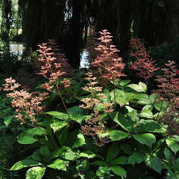 Darstellung von Rodgersia-Pflanzen im Garten.
