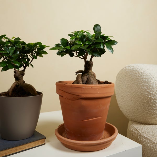 Bloomique - 2er Set - Ficus Ginseng - Bonsai Baum - Zimmerpflanzen - Pflegeleicht - Luftreinigend - Höhe 30-40 cm - Topf 17 cm