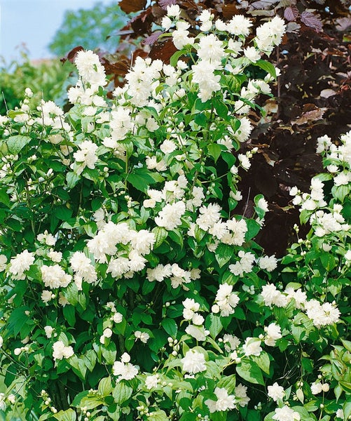 Philadelphus 'Schneesturm', Duftjasmin, weiß, 40–60 cm