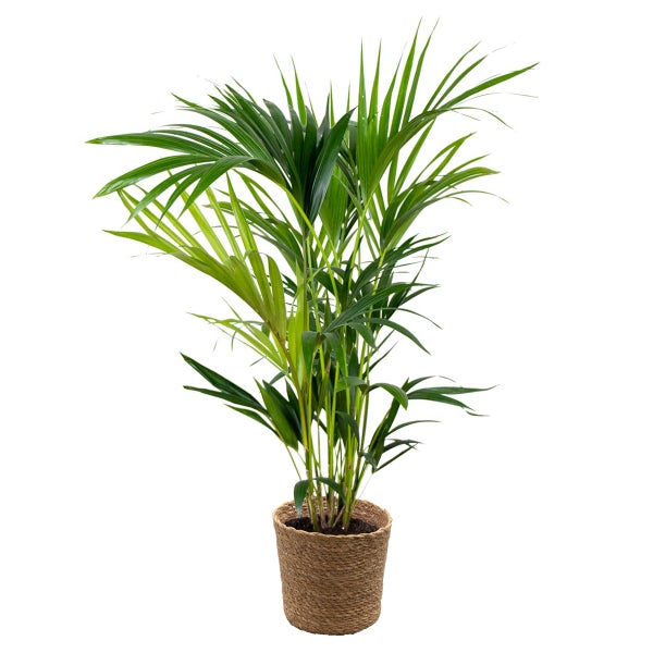 Howea Forsteriana Inkl. Korb aus Seegras - Kentia-Palme - Luftreinigend - ⌀19 cm - ↕90-100 cm