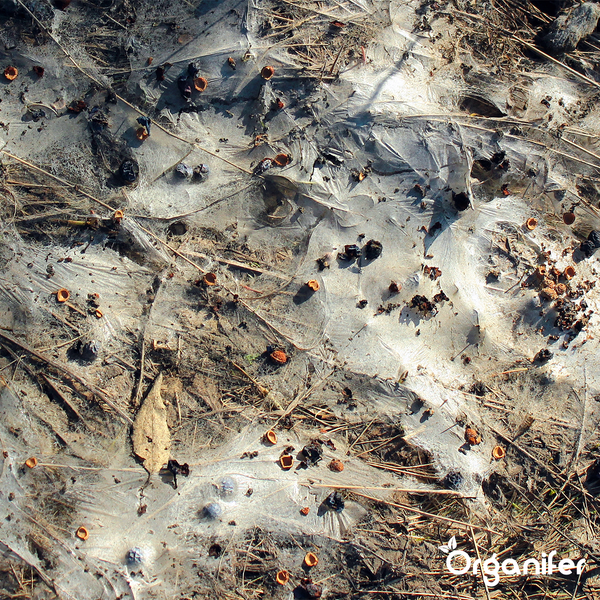 Soil Fungi Bodenpilz-Konzentrat - 1000 ml für 1000 m2 - Organifer