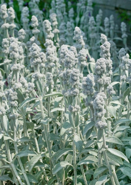 Stachys byzantina 'Cotton Boll', Wollziest, silbrig, ca. 9x9 cm Topf