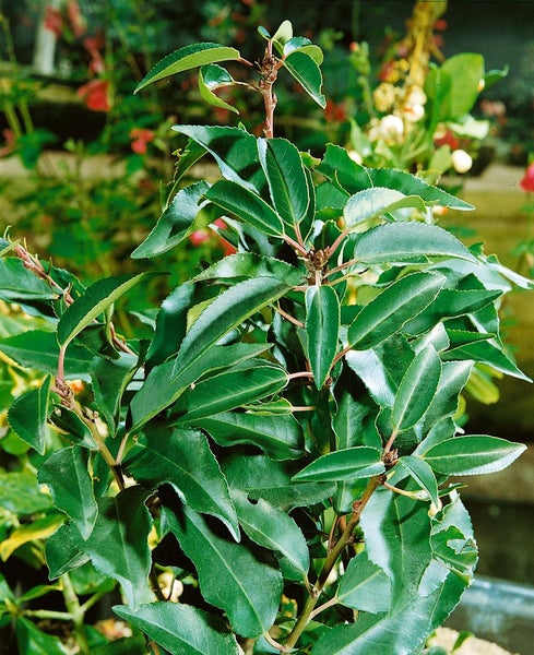 Prunus lusitanica 'Myrtifolia', Portugiesischer Lorbeer, 30–40 cm