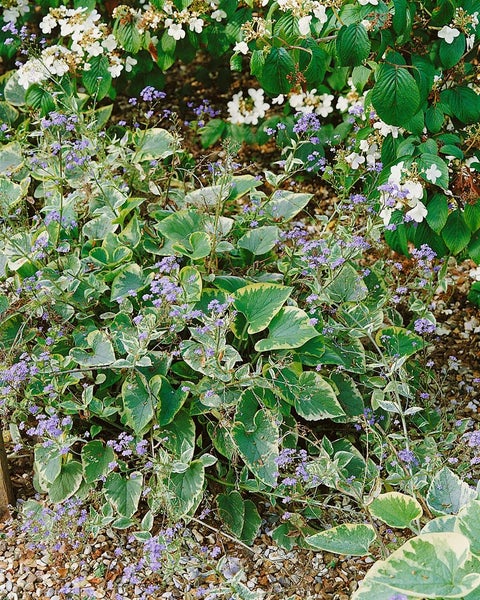 Brunnera macrophylla 'Hadspen Cream', Kaukasusvergissmeinnicht, ca. 11x11 cm Topf
