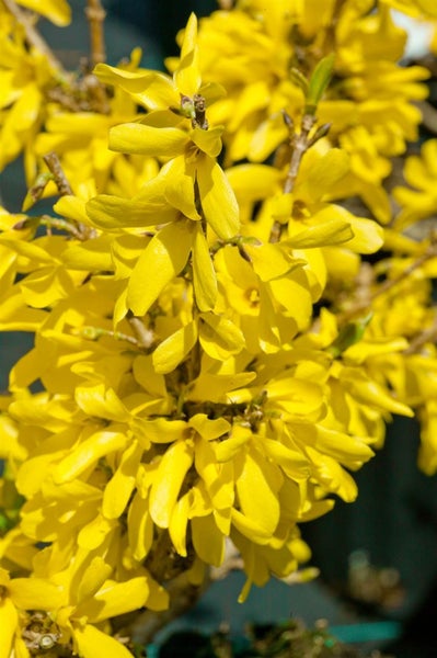 Forsythia 'Minigold', Goldglöckchen, gelb, 80–100 cm