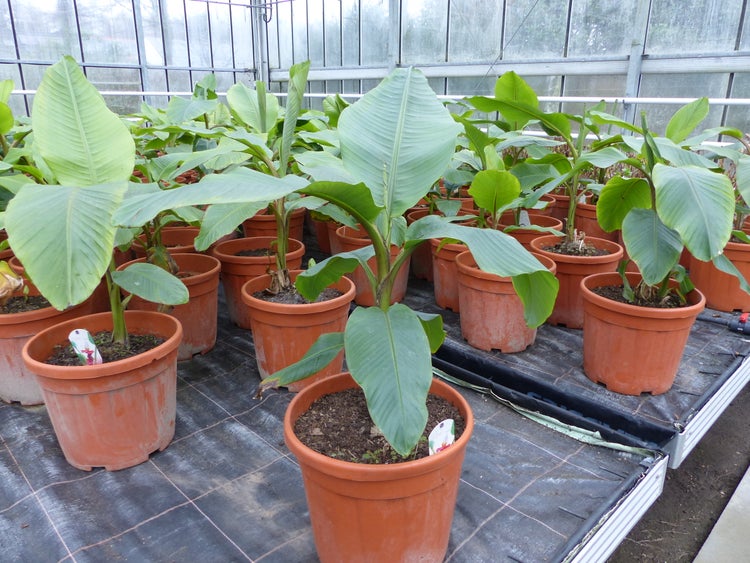 Im Bild ist eine grüne Nandine im Garten zu sehen.