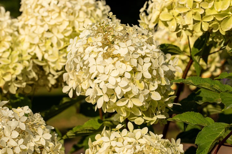 Hydrangea paniculata 'Phantom', Rispenhortensie, cremeweiß, 40–60 cm