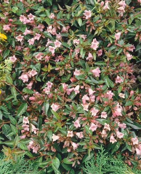 Detailaufnahme der Abelie mit rosa Blüten und grünen Blättern.