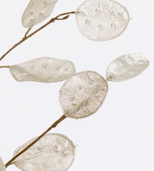 Dekozweig Lunaria Zweig BUELNA, Creme, 105cm - Kunstzweig/Silberblatt künstlich