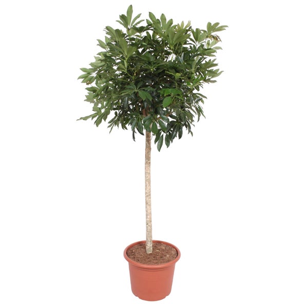 Strahlenaralie Compacta-Baum - 190 cm - ø45