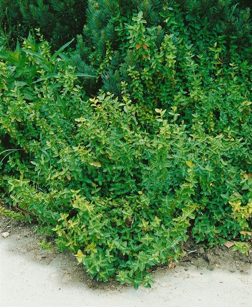 Euonymus fortunei 'Radicans', Kriechspindel, immergrün, ca. 9x9 cm Topf