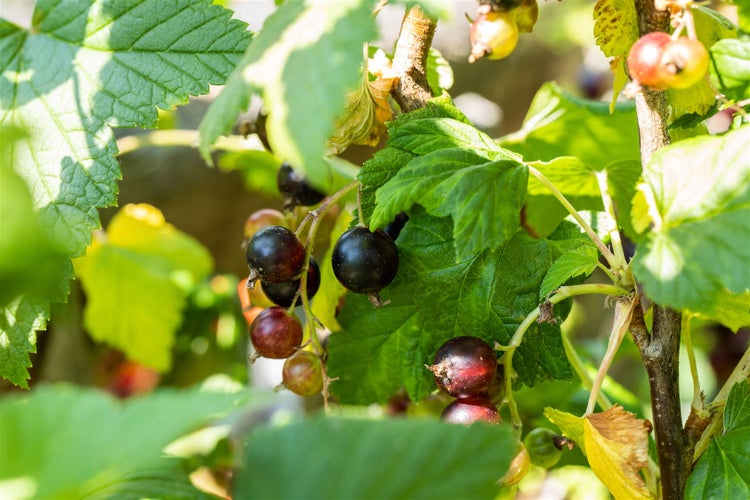 Ribes x nidigrolaria, Jostabeere, 90 cm Stammhöhe