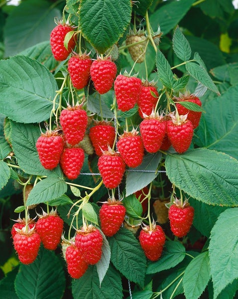 Rubus idaeus 'Tulameen', Himbeere, 30–40 cm, süß und aromatisch