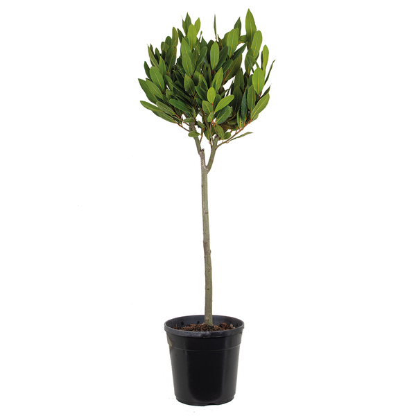 Laurus Nobilis Stängel – Küchenlorbeer – Strauch – Immergrün – ⌀21 cm – ↕90-100 cm