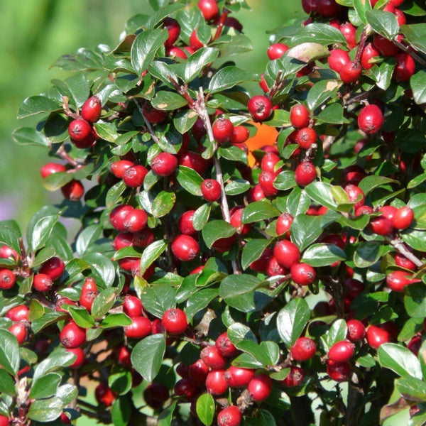 Bodendecker - Cotoneaster dammeri - Teppich-Zwergmispel - 9cm Topf - Set mit 60 Pflanzen