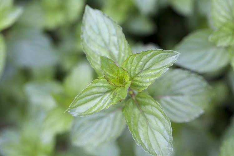 Mentha x piperita 'Chocolate', Schokoladenminze, ca. 9x9 cm Topf