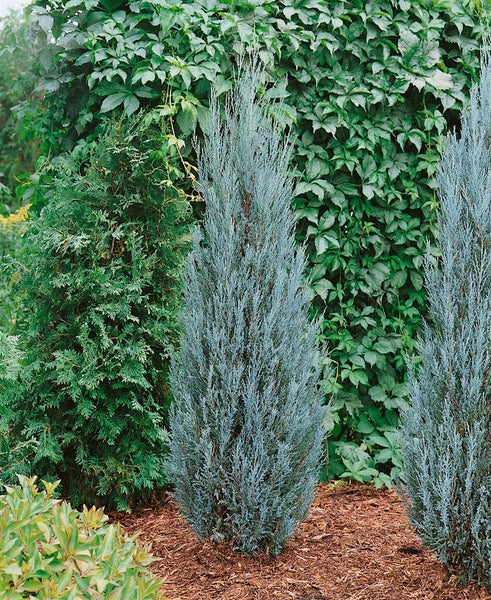 Juniperus scopulorum 'Blue Arrow', Säulenwacholder, blaugrün, 60–80 cm