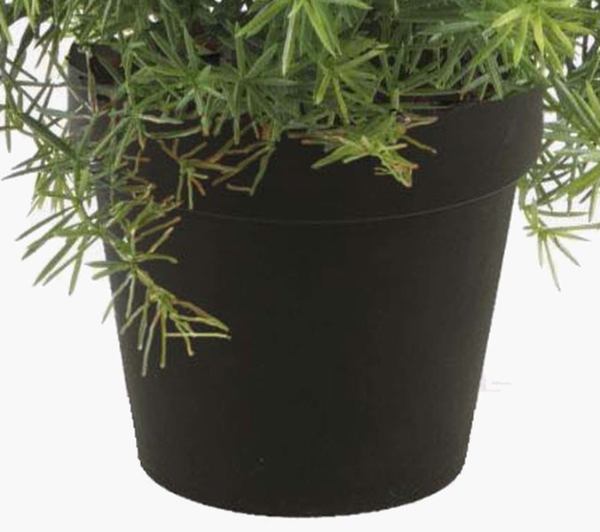 Grüne Pflanze in einem schwarzen Blumentopf aus Kunststoff.