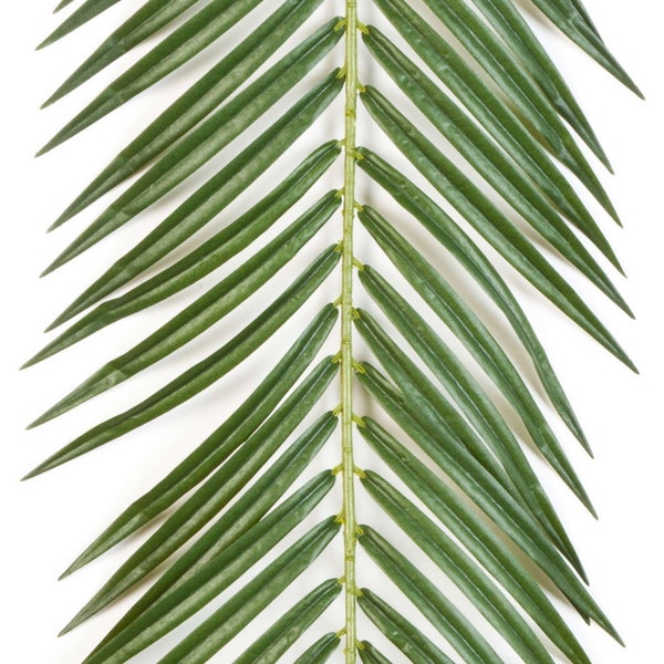 Künstlicher Palmwedel mit grünen, spitzen Blättern.