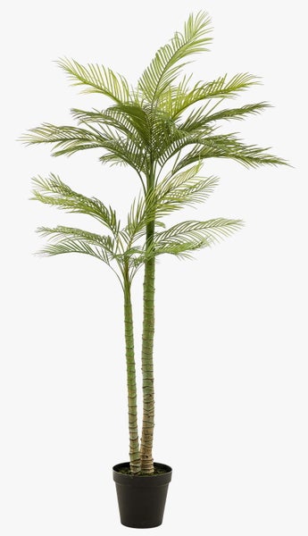 Nahaufnahme von grünen Palmwedeln einer Palme.