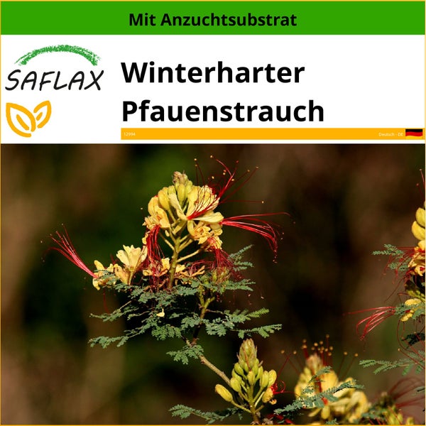 SAFLAX  - Winterharter Pfauenstrauch - Caesalpinia gillesii X spinosa - 10 Samen - Mit keimfreiem Anzuchtsubstrat