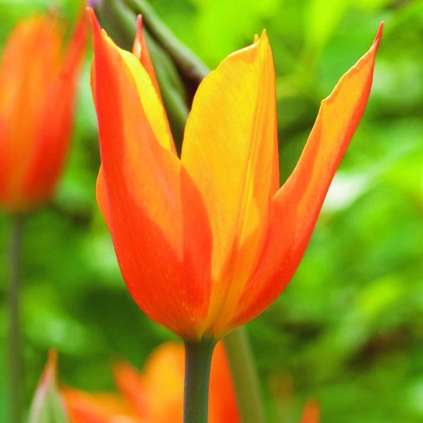 Nahaufnahme einer orange-gelben Tulpe