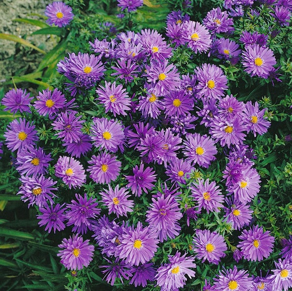 Aster dumosus 'Blaue Lagune', Kissen-Aster, blau, ca. 9x9 cm Topf