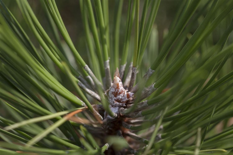 Pinus nigra 'Hornibrookiana', Schwarz-Kiefer, 40–50 cm