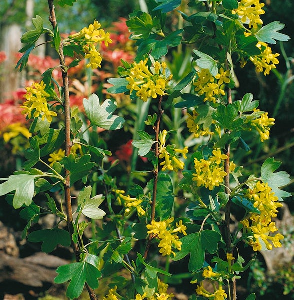 Ribes aureum, Gold-Johannisbeere, 60–100 cm