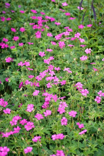 Geranium endressii, Storchschnabel, rosa Blüten, ca. 9x9 cm Topf