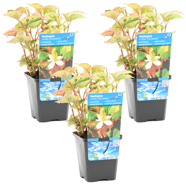 Drei Wasserpflanzen Houttuynia cordata Chamaeleon in schwarzen Kunststofftöpfen mit Bildetikett.