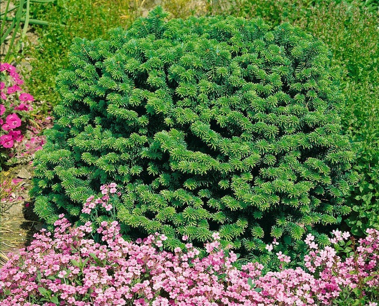Abies balsamea 'Nana', Balsam-Tanne, kompakt, 20–25 cm