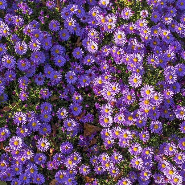 Dicht wachsende violette Herbstastern mit gelber Mitte in einem Garten.