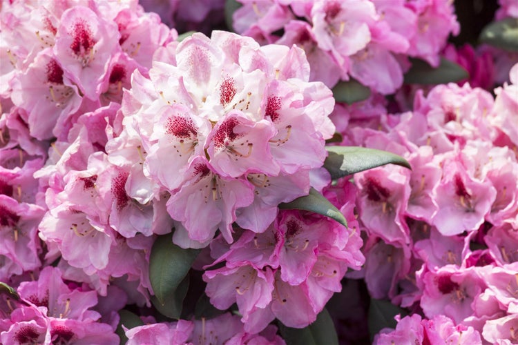 Nahaufnahme von rosa Rhododendronblüten
