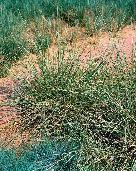 Büschel bläuliches Ziergras im Garten