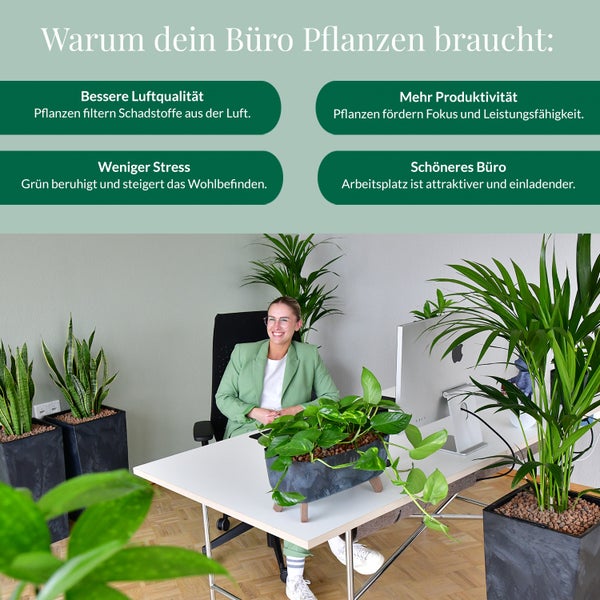 Büro mit Grünpflanzen zur Verbesserung der Luftqualität und Steigerung der Produktivität.
