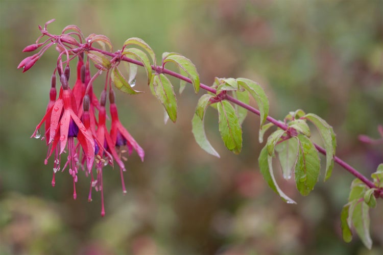 Fuchsienblüte mit Blättern