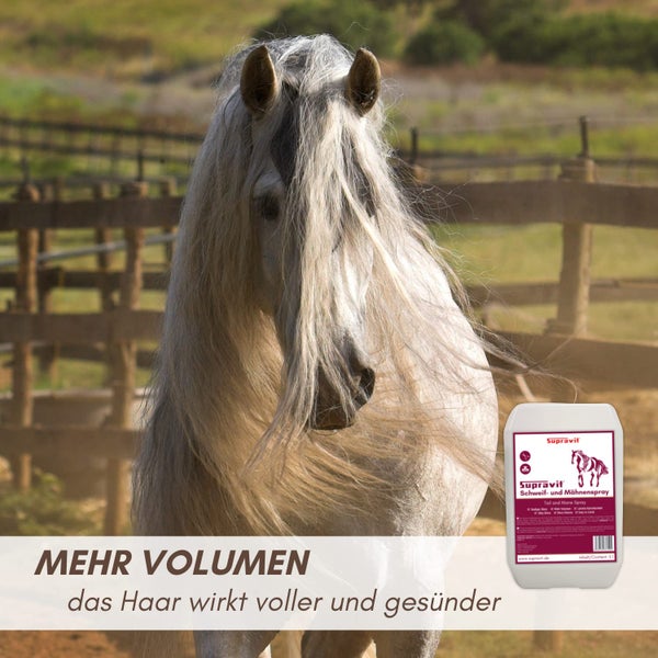 Supravit Schweif- und Mähnenspray für Pferde, weißes Pferd mit langer Mähne vor einem Holzzaun.