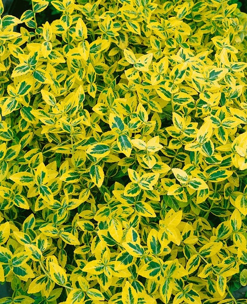 Euonymus fortunei 'Emerald'n Gold', Spindelstrauch, ca. 9x9 cm Topf