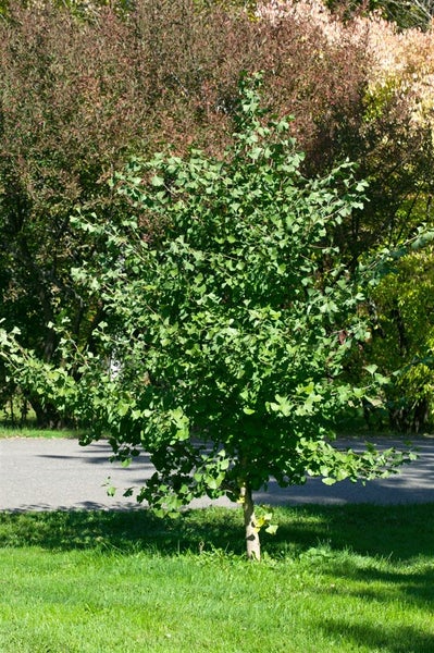 Ginkgobaum im Garten