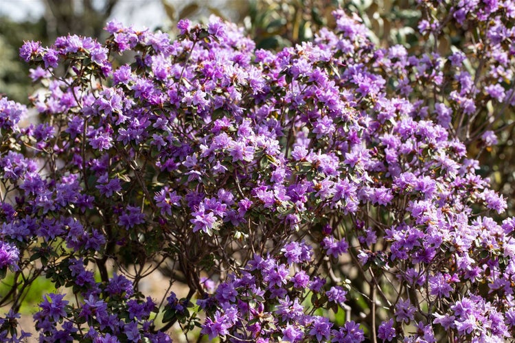 Rhododendron impeditum, Zwerg-Rhododendron, lila, 25–30 cm