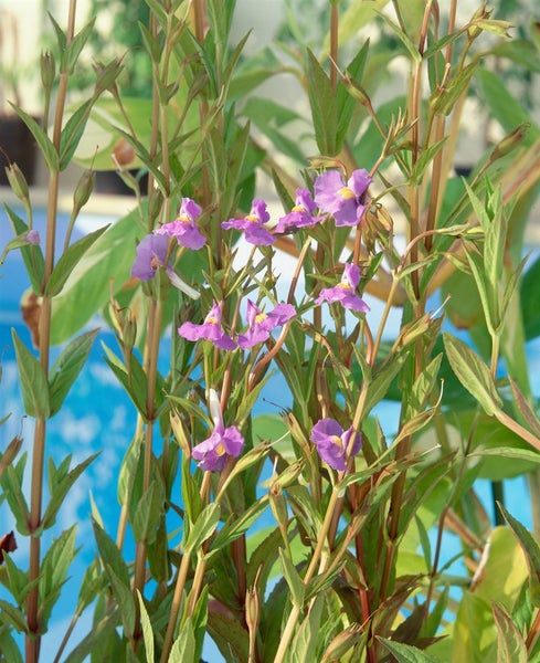 Mimulus ringens, Sumpf-Schlüsselblume, violett, ca. 9x9 cm Topf