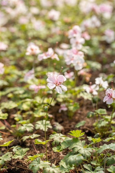Nahaufnahme von blassrosa Storchschnabelblüten im Garten
