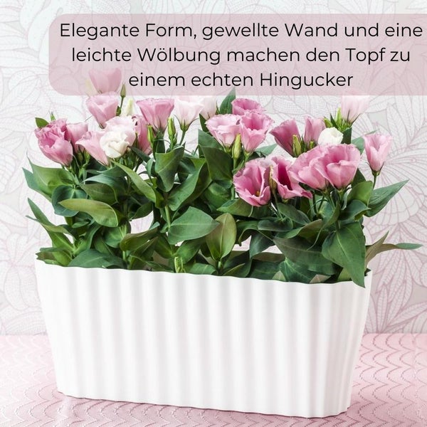 Orchideentopf Blumentopf Blumenkasten für Orchideen Übertopf mehrere Pflanzen durchsichtig Kunststoff glas