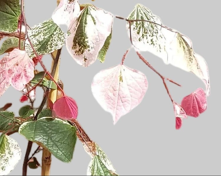 Zweig eines Cercis canadensis Eternal Flame mit herzfoermigen Blaettern in verschiedenen Gruen und Rosatoenen.