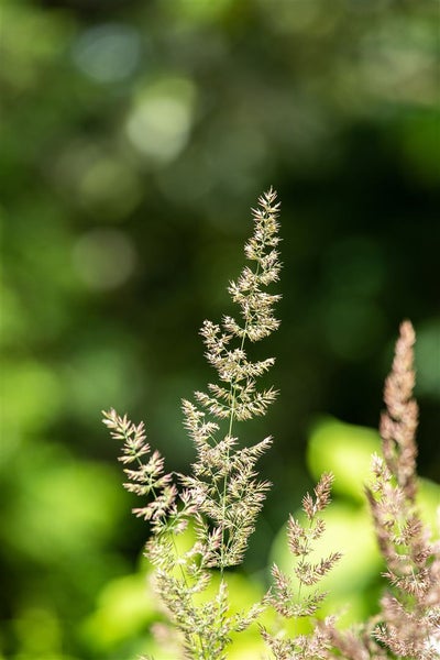 Nahaufnahme von Grasrispen
