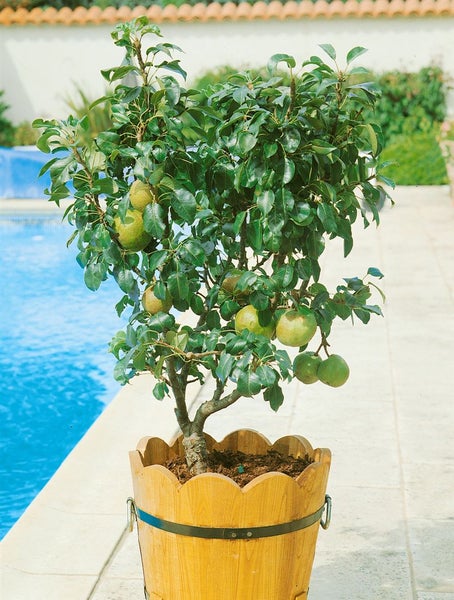 Pyrus communis 'Zwergbirne', Zwergbirne, kompakt, 60 cm
