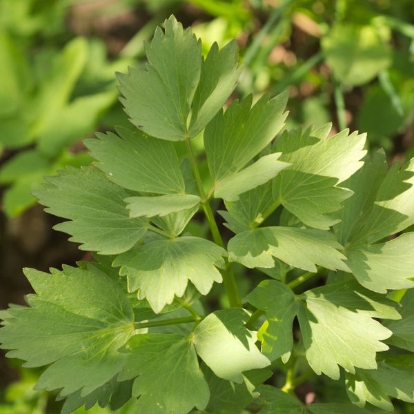 Liebstöckel Pflanze im Gartenbeet.