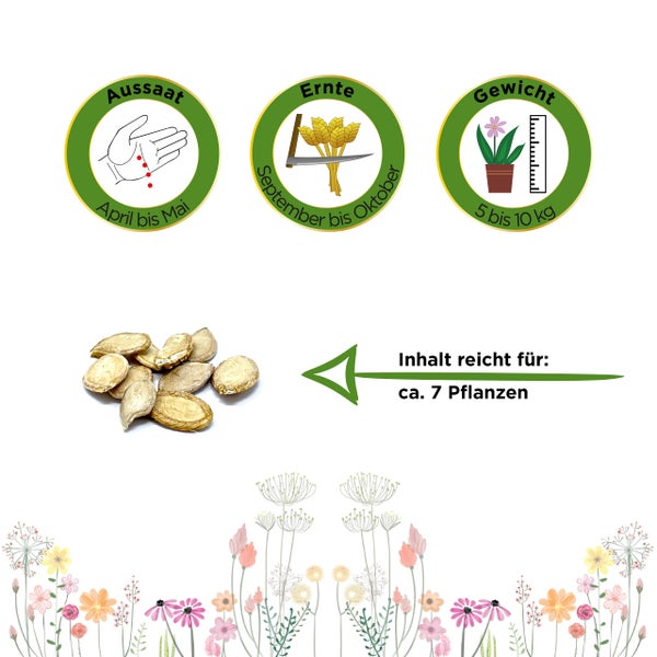 Aussaat April bis Mai, Ernte September bis Oktober, Gewicht 5 bis 10 Kilogramm, Inhalt für circa 7 Pflanzen.
