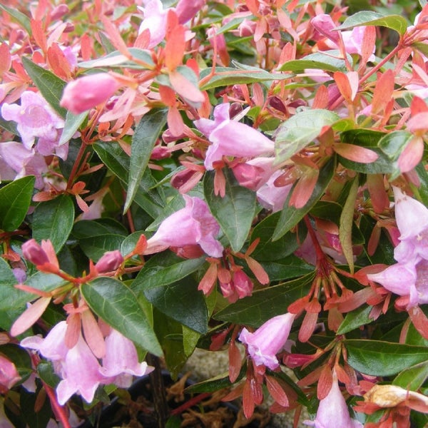 Abelia grandiflora Busch mit rosa Blüten und grünen Blättern.